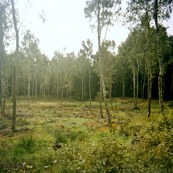 skog