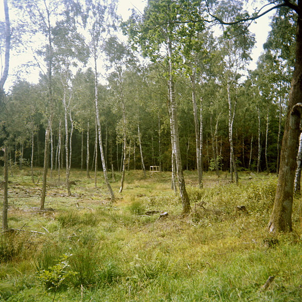 skog